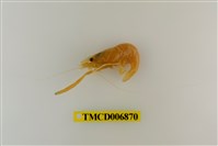 藏品(粗糙沼蝦)的圖片